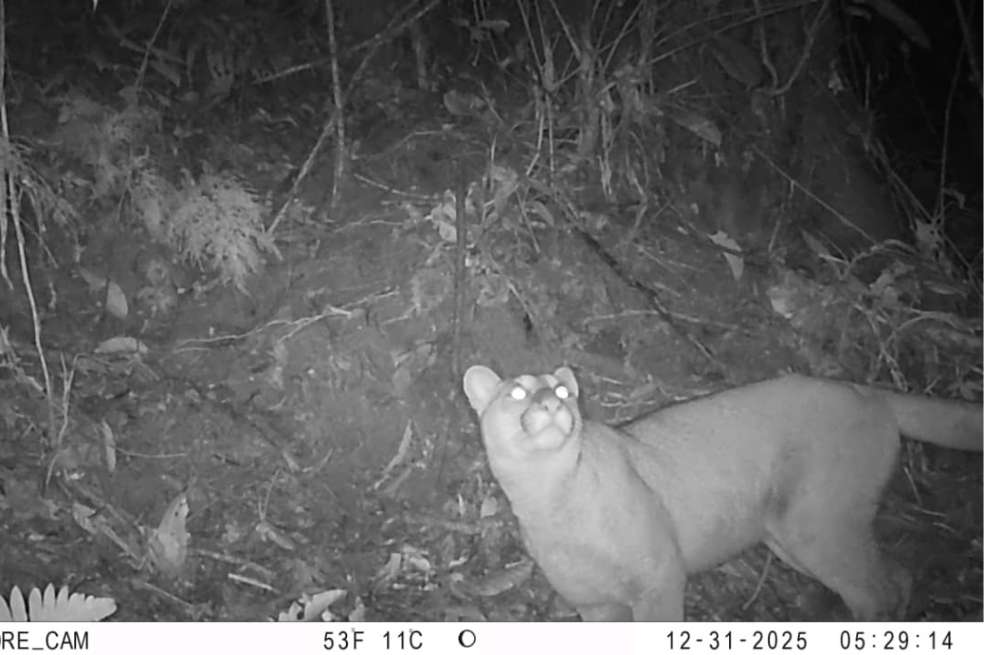 Puma (Puma concolor) en el sur del Tolima.