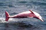 Delfines rosados podrían desaparecer de Hong Kong