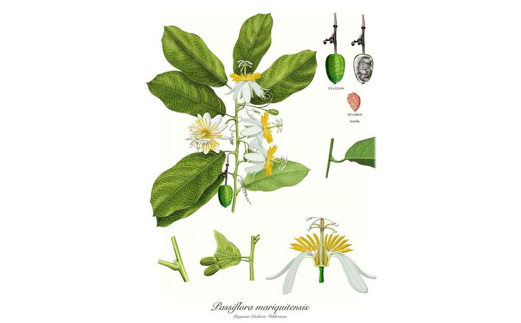 Así es la "Passiflora mariquitensis".