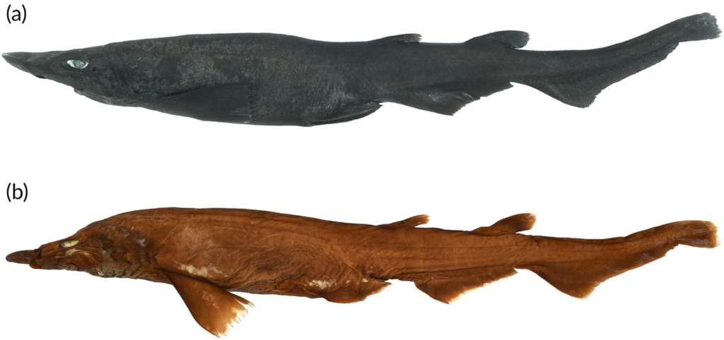 Imagen de una hembra del "Apristurus ovicorrugatu"