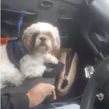 Abandonaron a un perro en un taxi y le dejaron carta de instrucciones al conductor