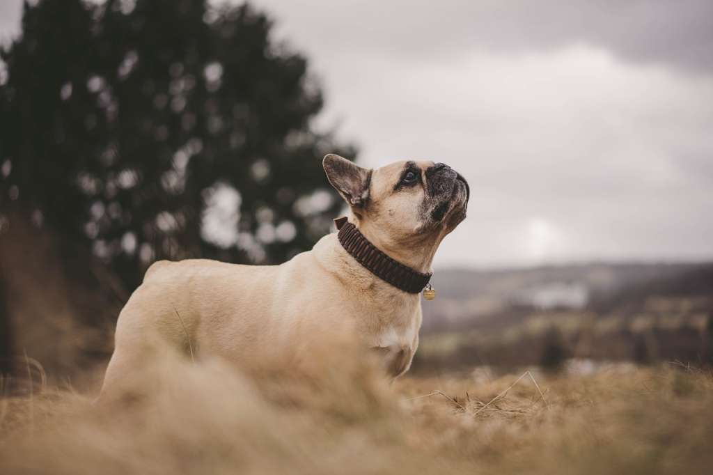 ¿Cuál es la raza de perro más popular en los Estados Unidos?