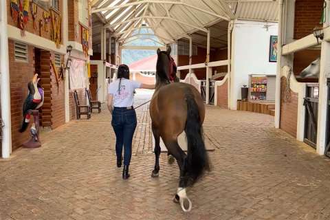 Equitación de caballo de paso: los orígenes, las exigencias y el crecimiento