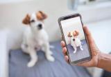La red social donde ver videos también ayuda a los animales sin hogar