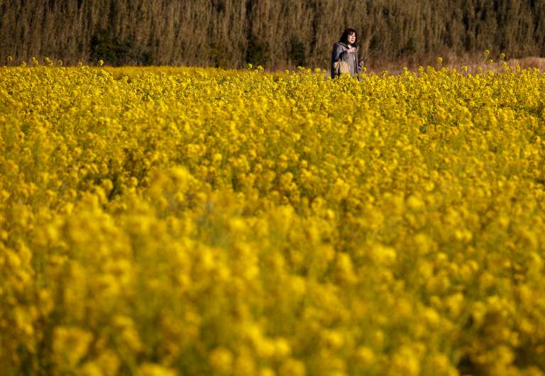 TOMIURA (Japan), 25/02/2025.- A visitor stroll through a field of Nanohana (or rapeseed blossom) in Tomiura, Chiba prefecture, near Tokyo, Japan, 25 February 2025. After a cold snap, temperatures across the country rose to average March levels. (Japón, Tokio) EFE/EPA/FRANCK ROBICHON
