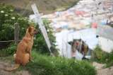 Ciudad Bolívar: comunidad encuentra 15 perros sin vida en medio de basura