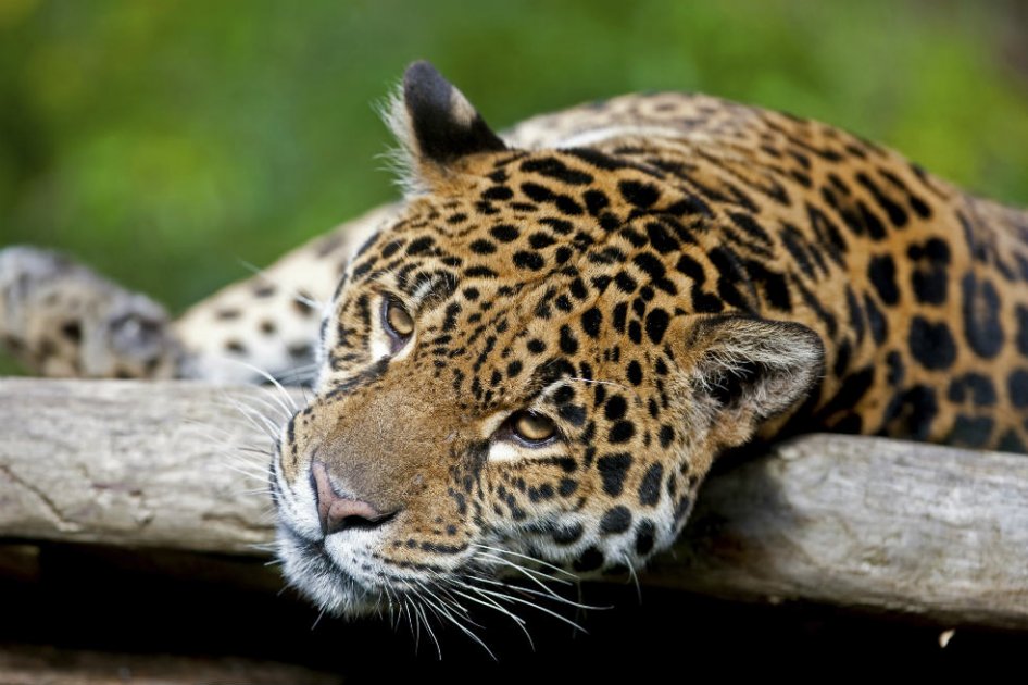 En Colombia, el tigre mariposo (‘Panthera onca’) habita principalmente las selvas húmedas. Estos felinos pueden recorrer hasta 60 kilómetros en un día. / Think stock