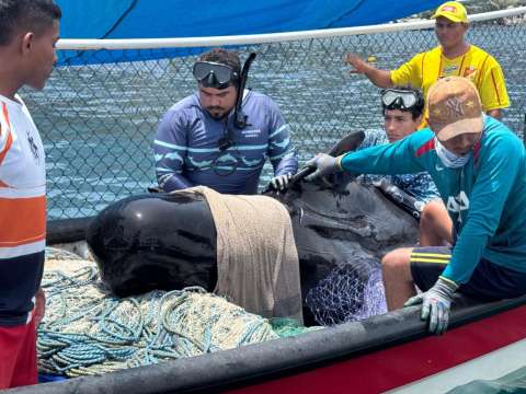 La historia detrás de la muerte de la ballena piloto que intentaron rescatar en Tasajera