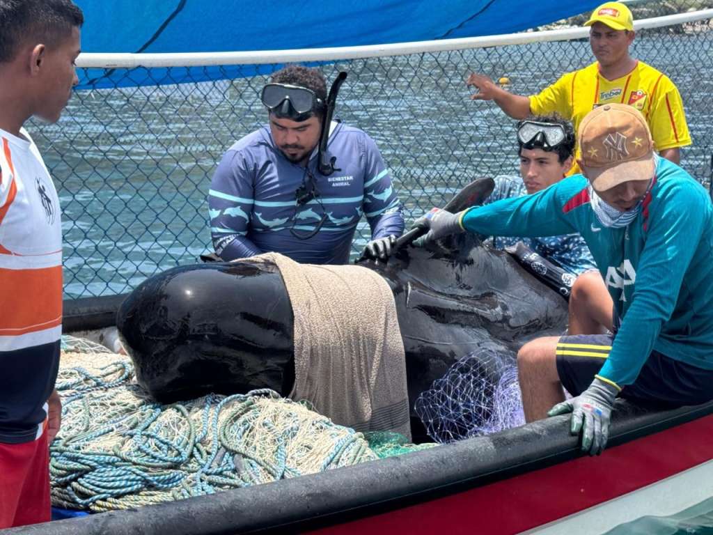 Ballena Tasajera