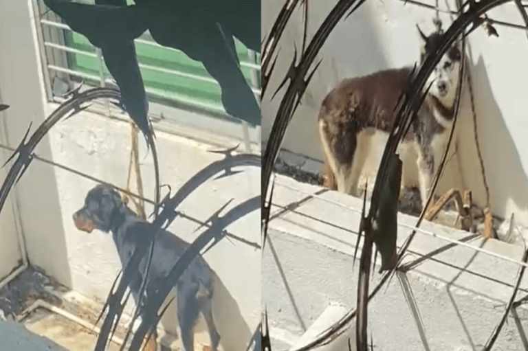 Perros habrían sido amarrados y abandonados en una vivienda de Barranquilla