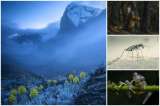 Ganadores del “Wildlife Photographer of the Year 2020”