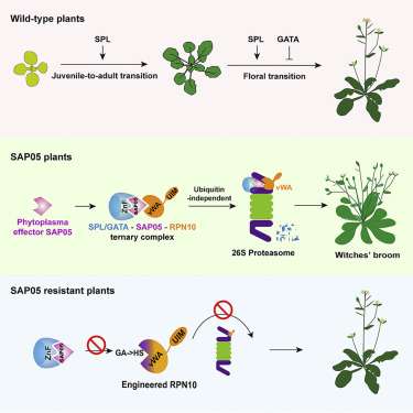 Así es como el parásito SAP05 infecta a las plantas.
