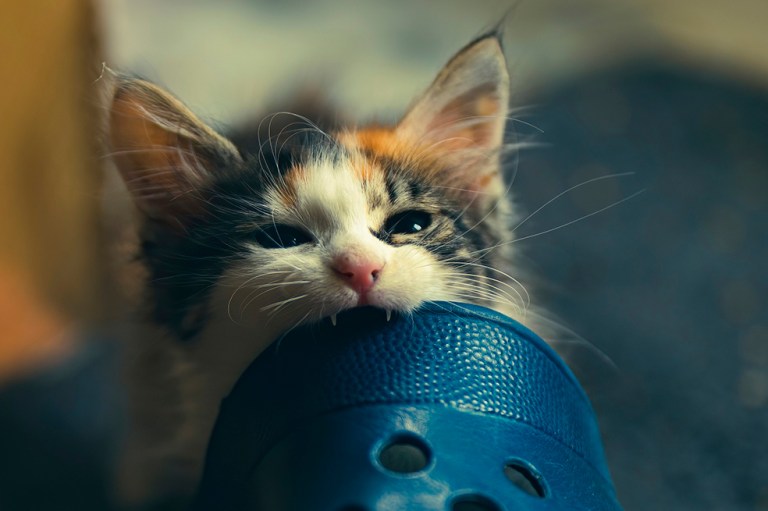5 razones por las que tu gato no para de morder