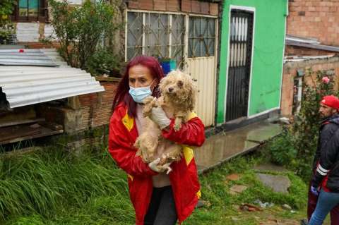 Así puede unirse al equipo de Protección y Bienestar Animal del centro de Bogotá