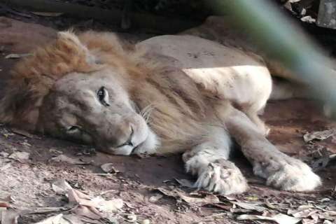 La historia de Júpiter, el león que fue rescatado de la muerte