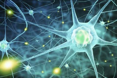 ¿Cómo vivir en paz? Los neurocientíficos tienen un plan