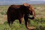Papel de estiércol de elefante, la apuesta por el medio ambiente en Zoológico de Praga