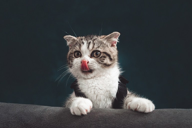 ¿Los gatos cambian de color cuando crecen?