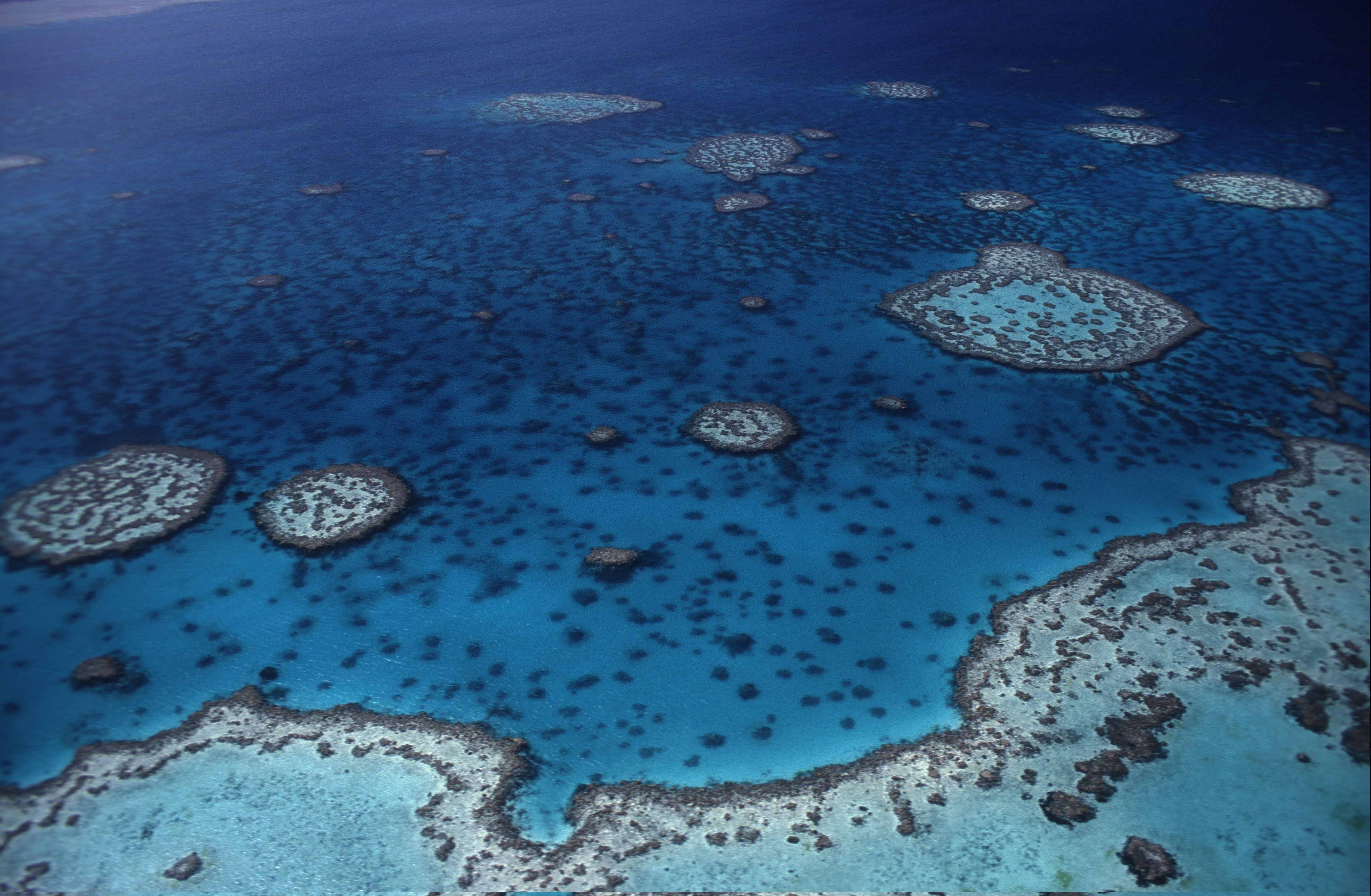 Parque Marino de la Gran Barrera de Coral, Queensland, Australia.