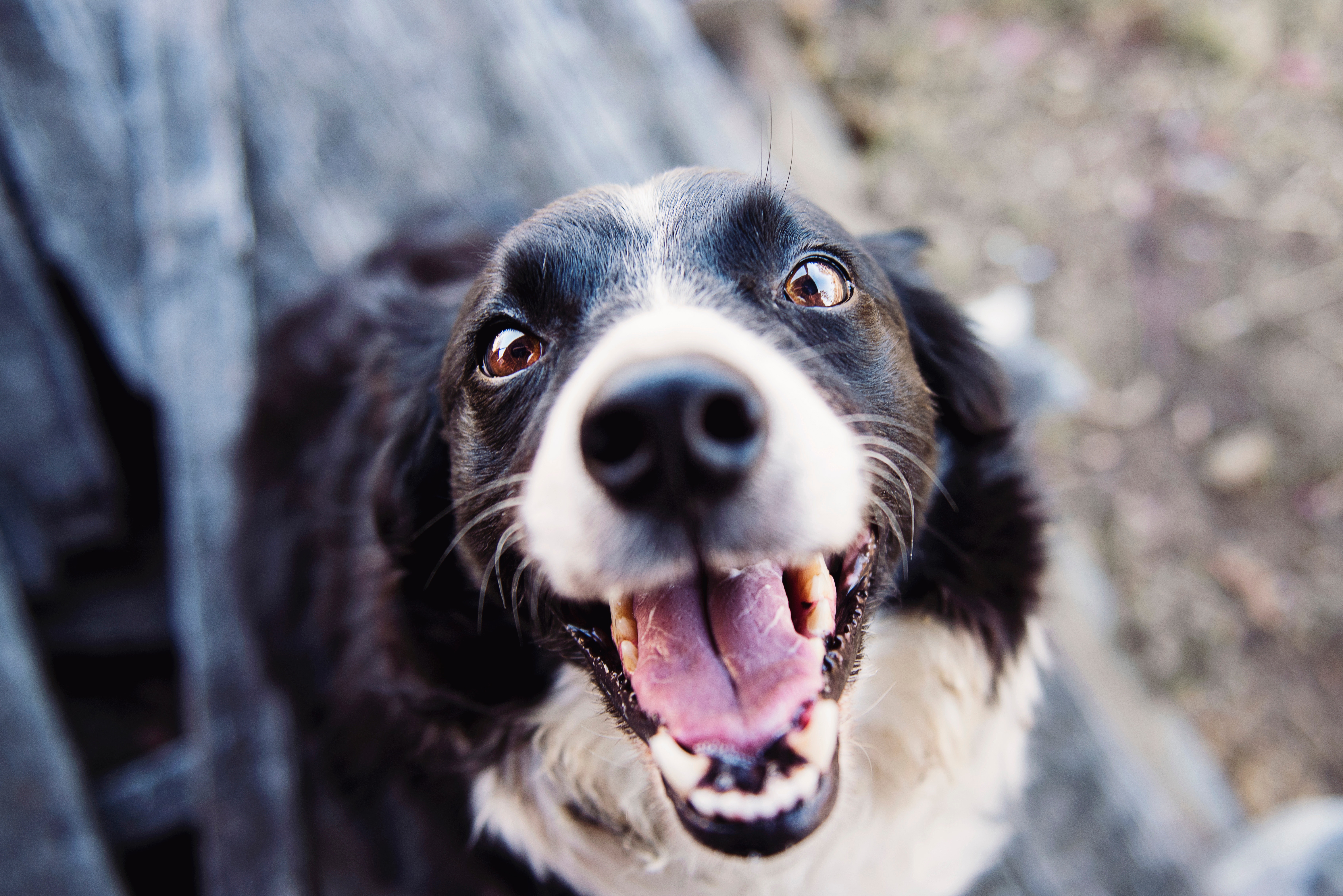 Perros en adopción en Colombia