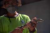 Zoológico indonesio cría dragones de Komodo para salvar la especie