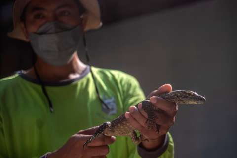 Zoológico indonesio cría dragones de Komodo para salvar la especie