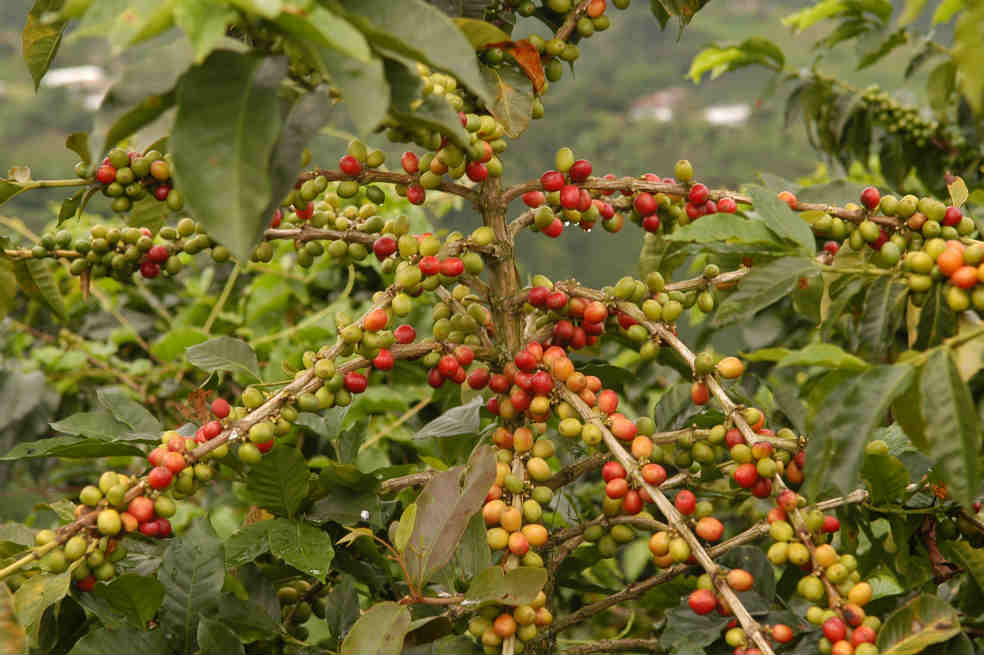 La Federación Nacional de Cafeteros aspira a que entren en producción nuevas áreas renovadas. / Archivo - El Espectador