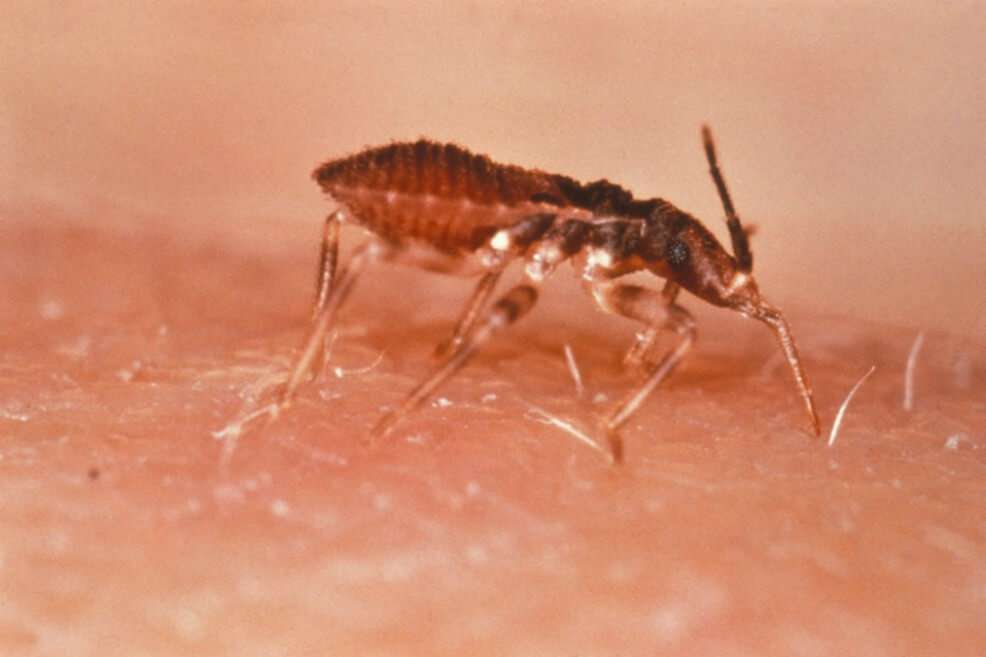Mosquito que transmite el parásito Trypanosoma cruzi. / World Health Organization