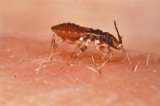 Tras 110 años de olvido, declaran un día mundial para la enfermedad de Chagas