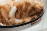 ¿Por qué los gatos mueven la cola?