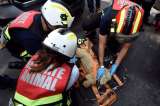 Cuando las mascotas son las víctimas de las tragedias naturales