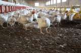 Los primeros huevos “sin crueldad animal” llegan a los supermercados europeos