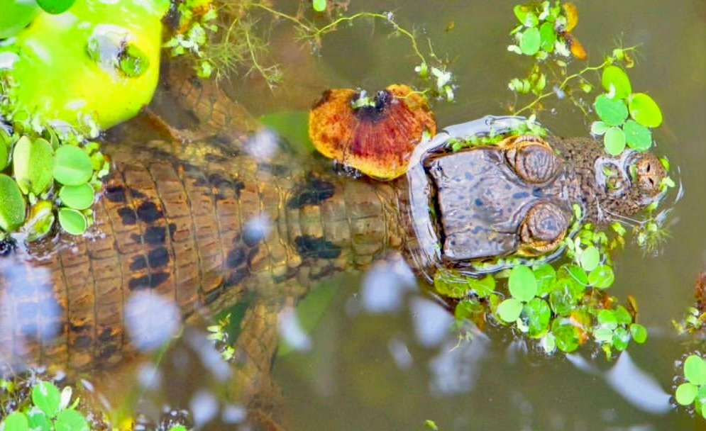 El Amazonas colombiano ofrece experiencias auténticas que conectan al visitante con la riqueza cultural y natural de la región.