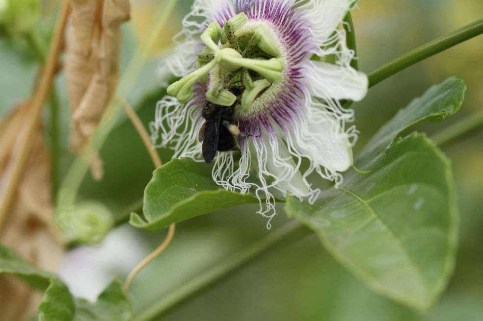 Bombus atratus es una de las especies más eficientes en polinización de hortalizas y frutas. / Rodulfo Ospina