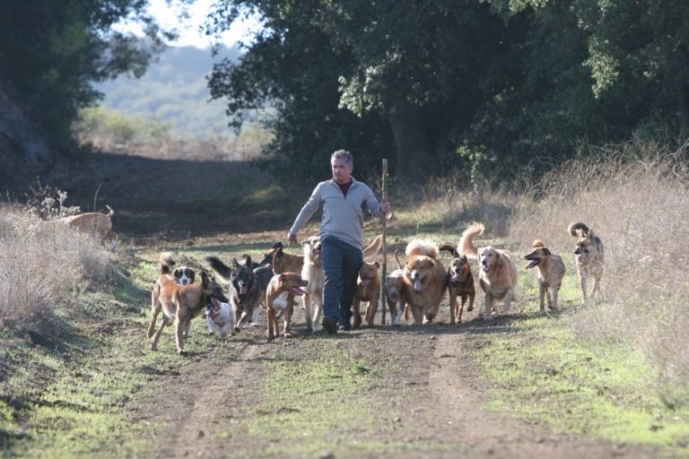 El «encantador de perros» no afrontará cargos de crueldad animal