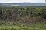 Procuraduría pide a Minambiente resultados contra la deforestación