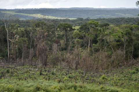 Procuraduría pide a Minambiente resultados contra la deforestación