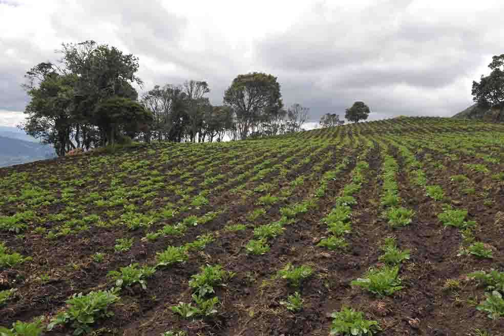 La idea de Finagro consiste en que los agricultores acudan a la bolsa de valores para garantizar el crecimiento de los recursos y las inversiones. / Archivo