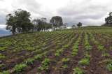 Mercado bursátil, alternativa para el agro