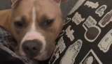 Así es tener un perro cuando trabajas desde casa (video)