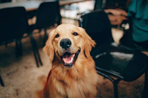 Golden retriever: curiosidades y datos que, quizás, no sabía de este perro