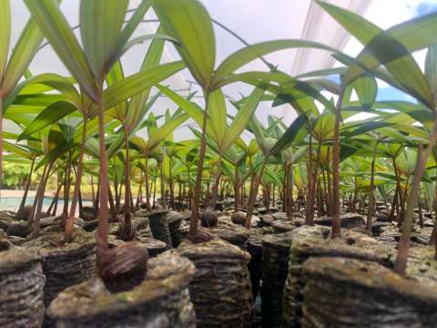 No toda plántula es un árbol: restaurar no es sembrar por sembrar