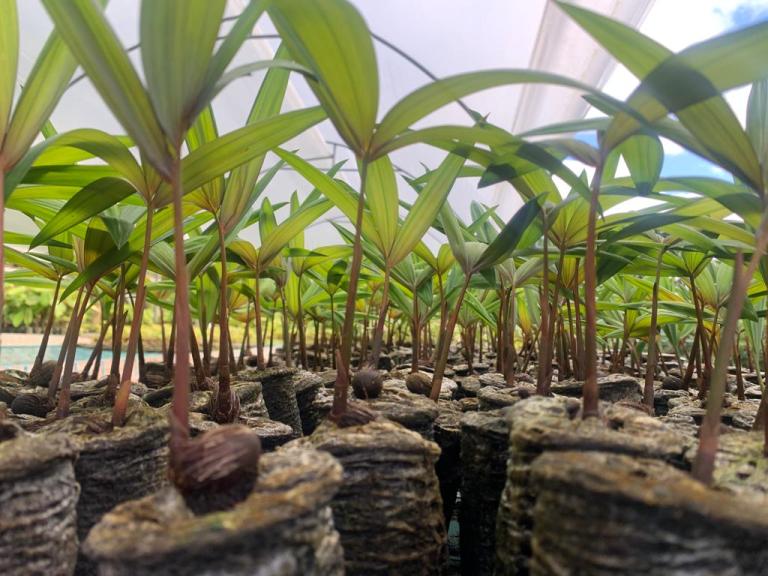 No toda plántula es un árbol: restaurar no es sembrar por sembrar