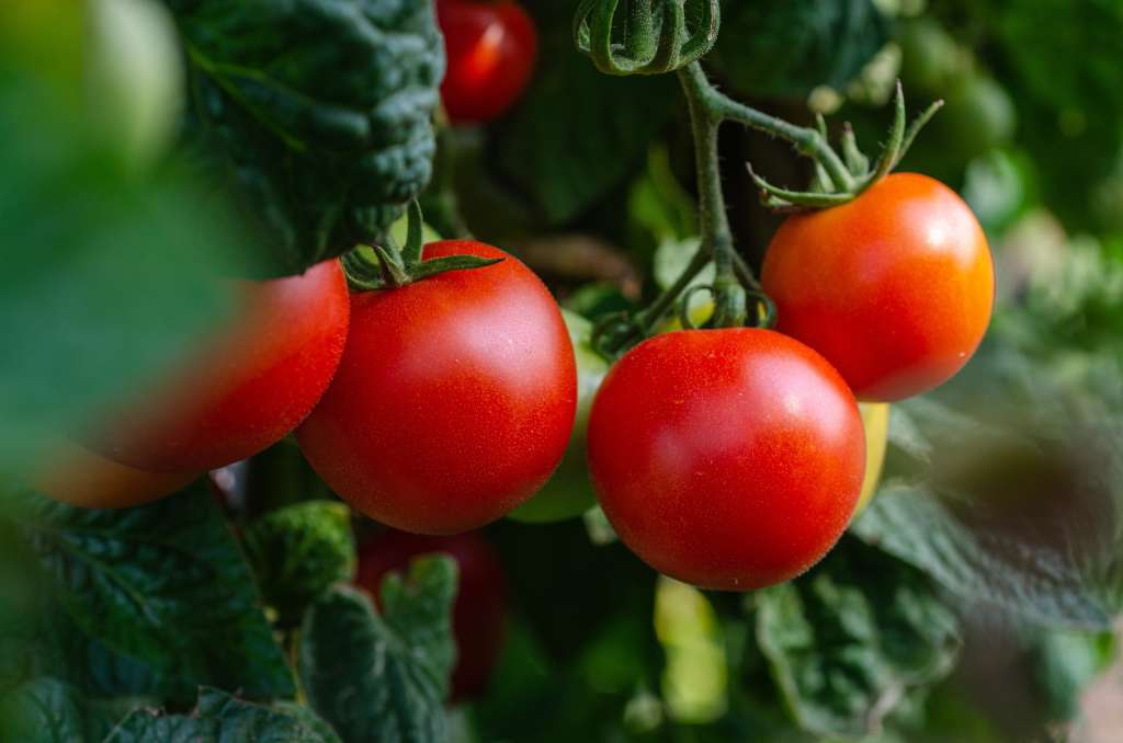 Imagen de una planta de tomate, con frutos rojos en el primer plano.