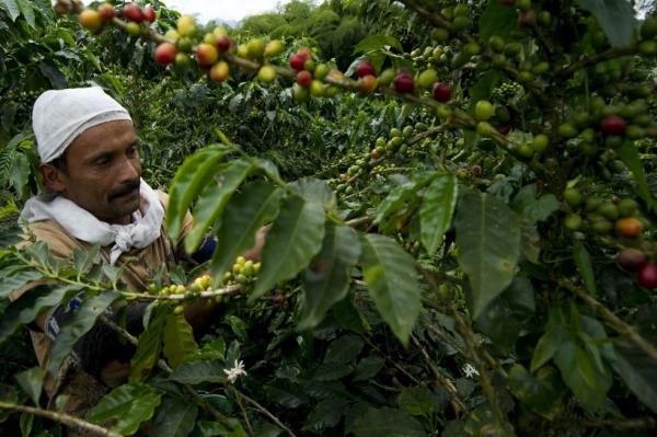 Esta sería la primera reparación colectiva de una organización campesina en el mundo