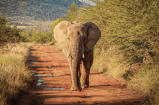 Turista muere aplastado por un elefante: “no hizo caso a advertencias”