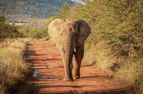 Turista muere aplastado por un elefante: “no hizo caso a advertencias”