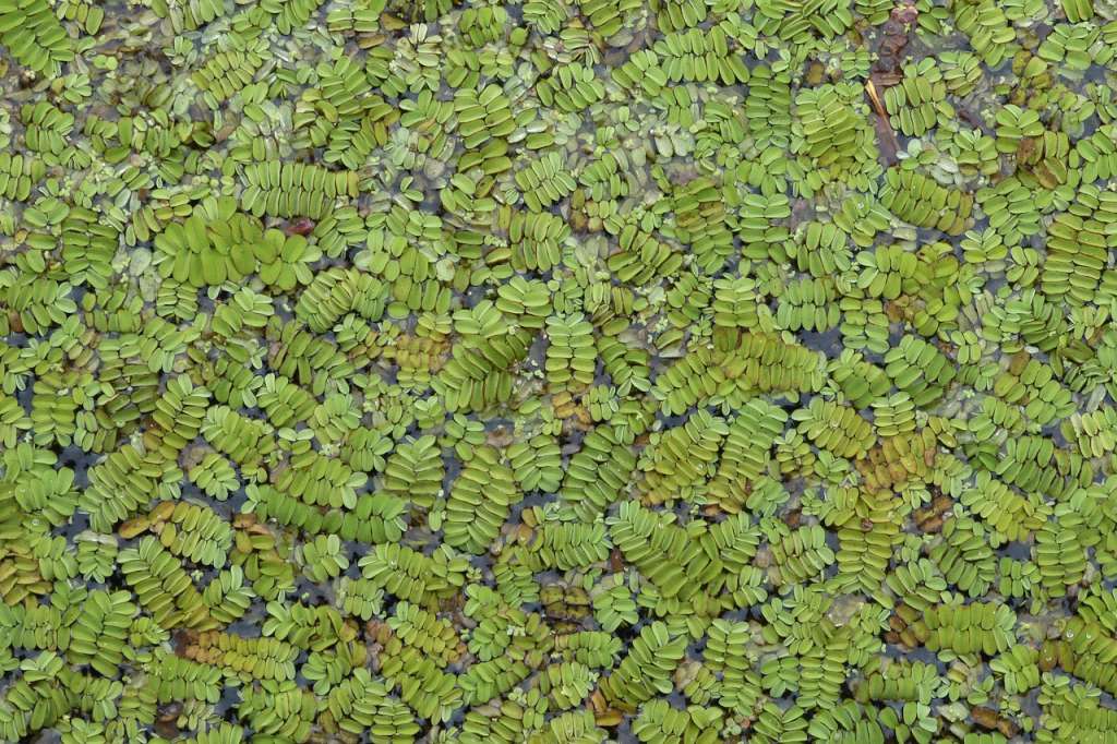 Azolla