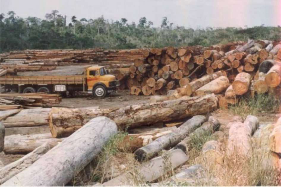 Los investigadores analizaron 777.126 parcelas con 30 millones de árboles de 8.737 especies distintas, en 44 países de todo el mundo. / Archivo