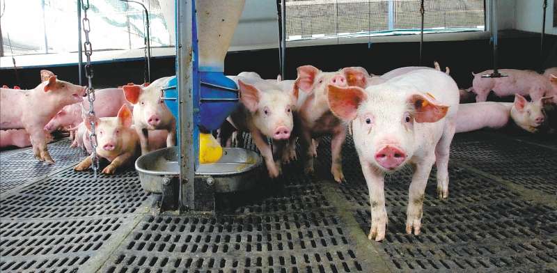 La carne de cerdo ha bajado el -3,23 % de su precio entre enero y abril de 2022. / Archivo Porkcolombia.